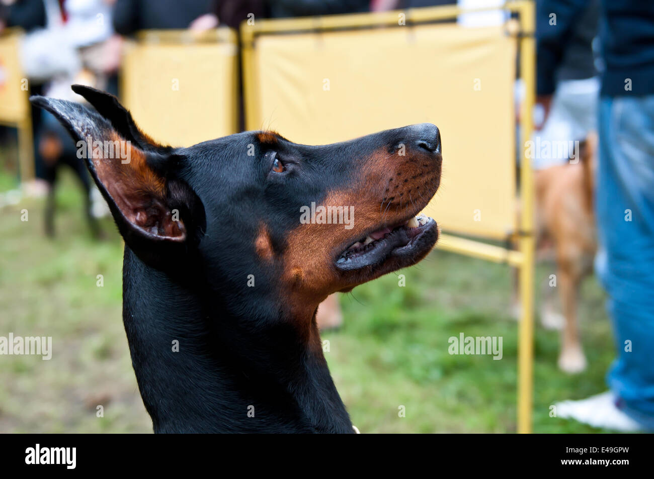 Doberman Pinscher Stock Photo - Alamy