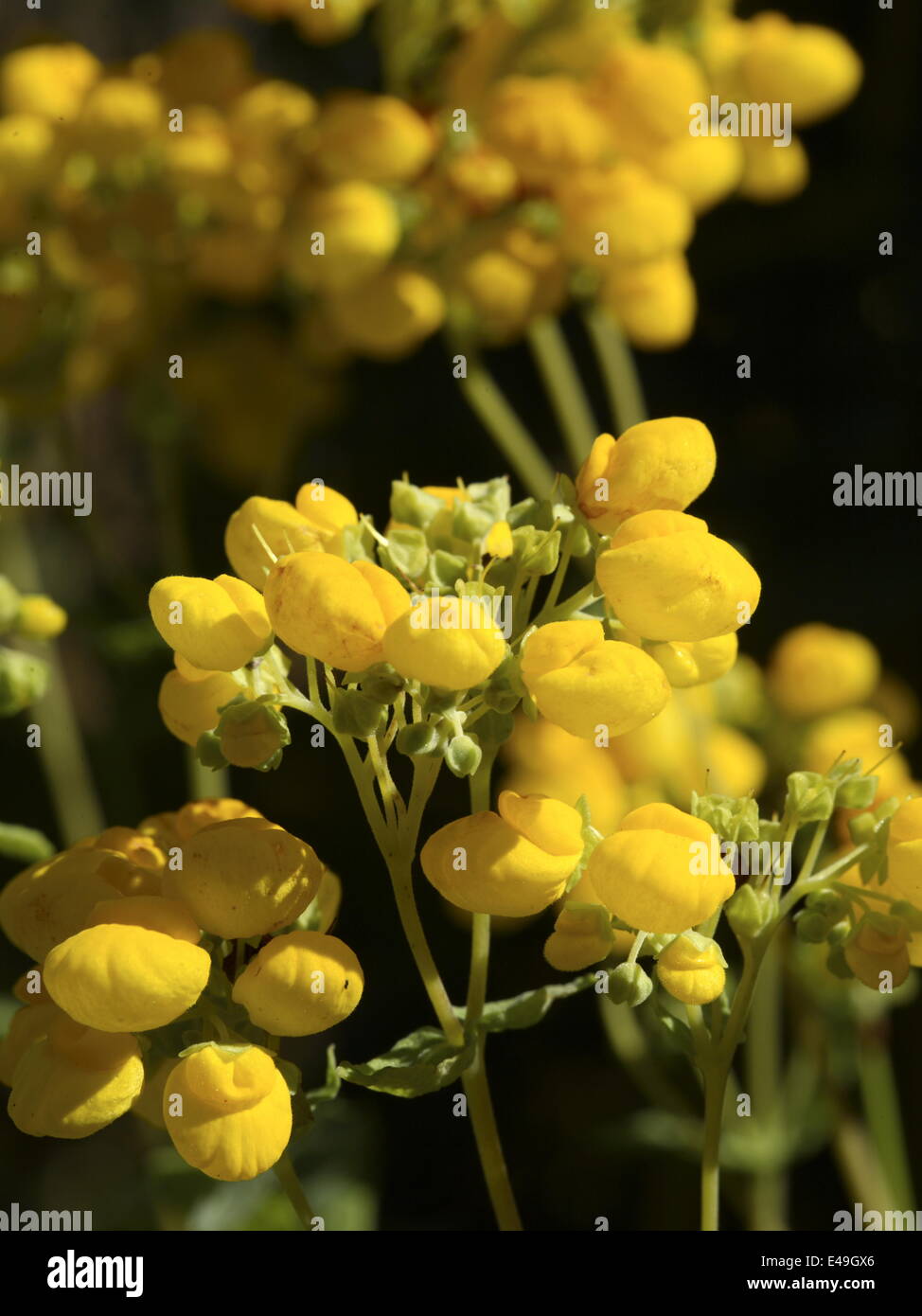 Slipper flower - Calceolaria integrifolia Stock Photo