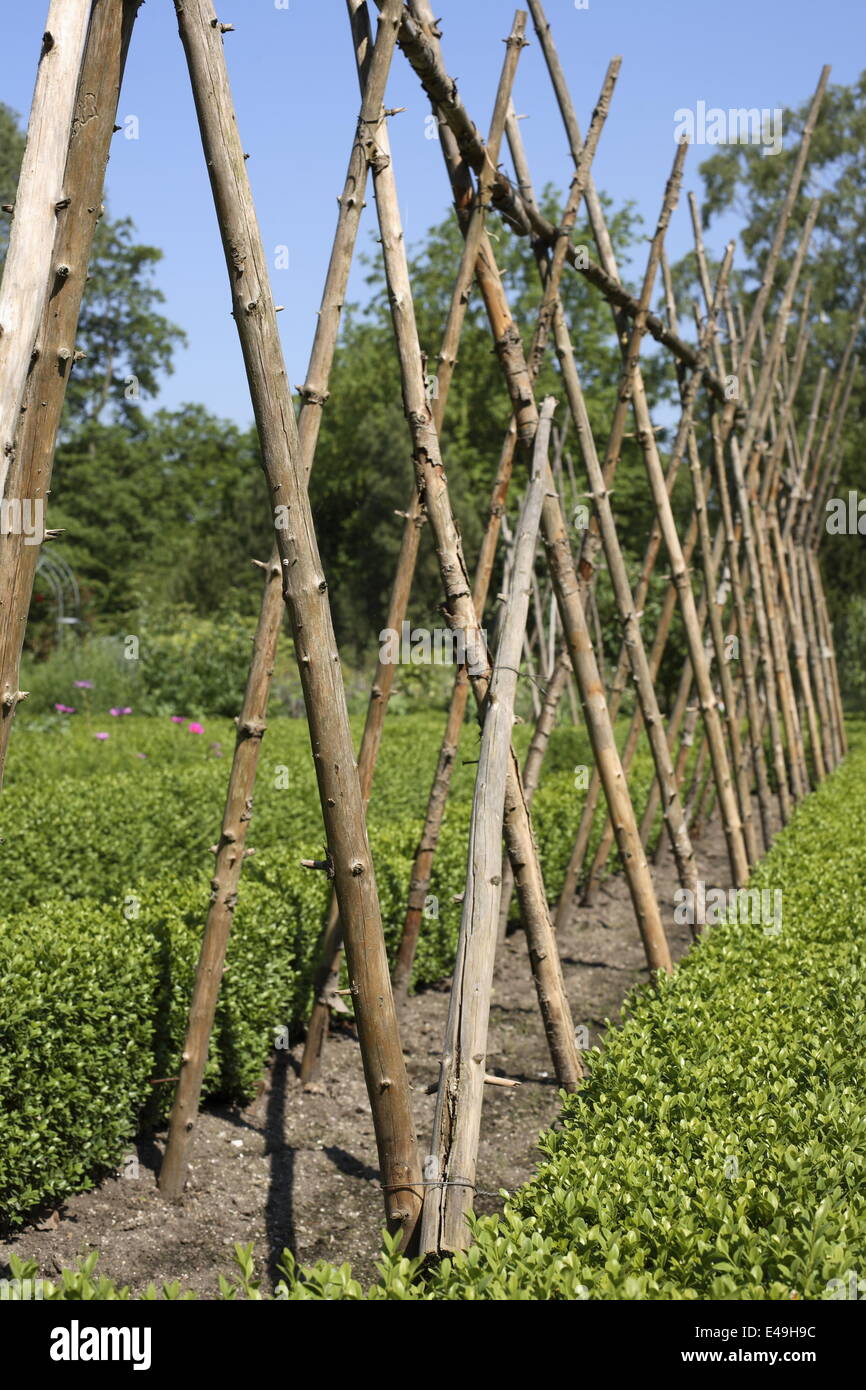Bean poles hires stock photography and images Alamy