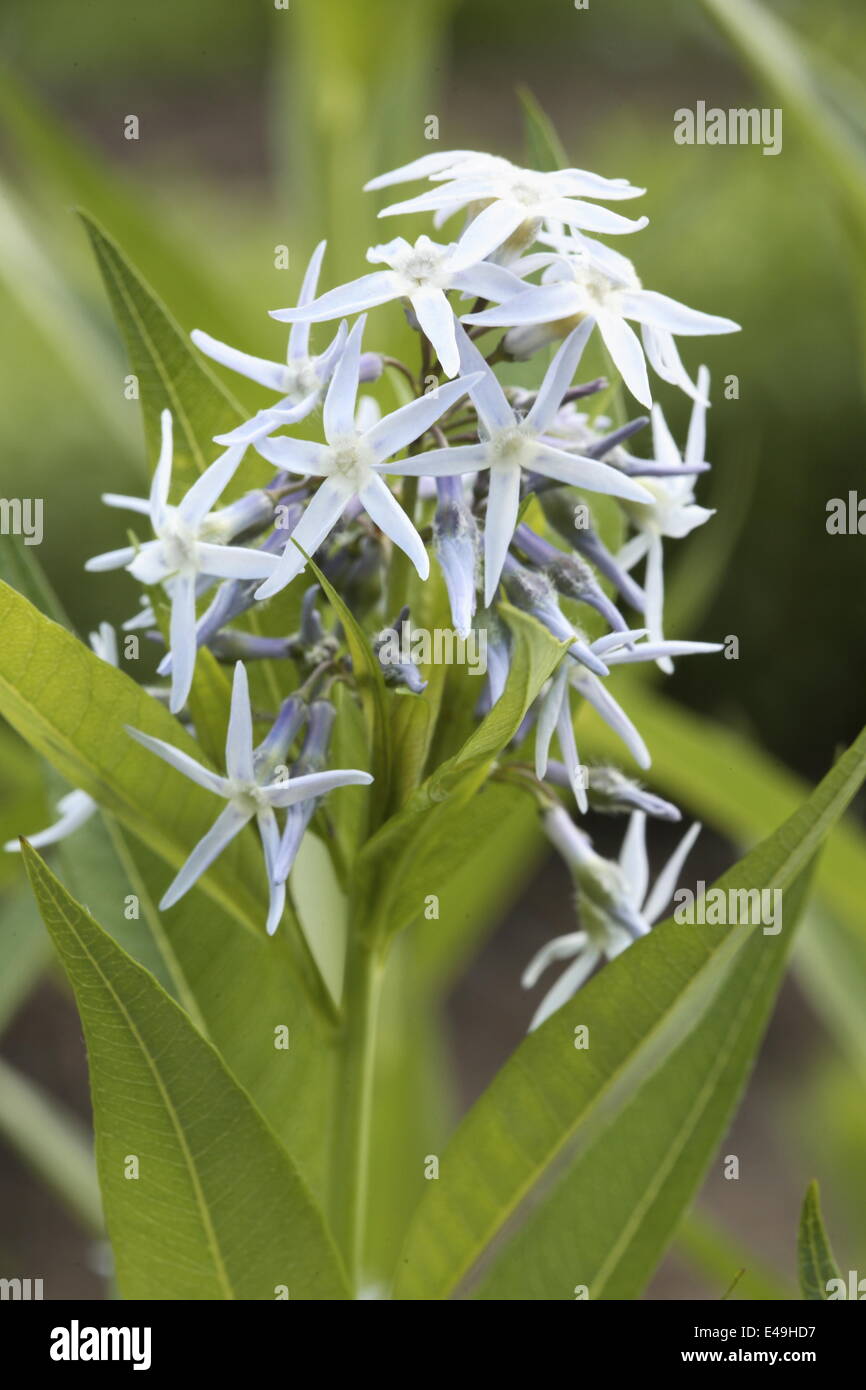 Fringed bluestar - Amsonia ciliata Stock Photo