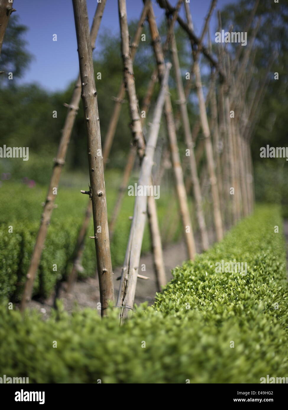 Beanpole hi-res stock photography and images - Alamy