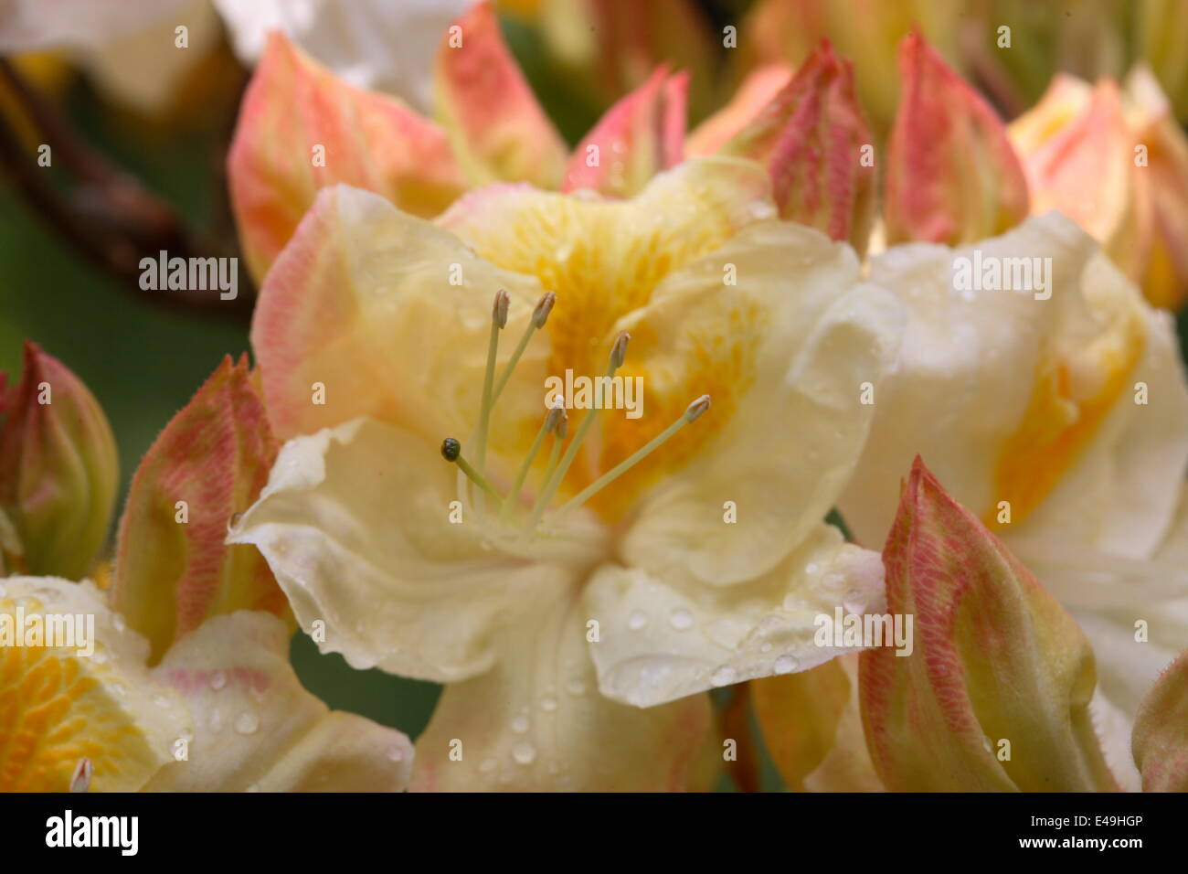 Azalea 'Silver Slipper' Stock Photo