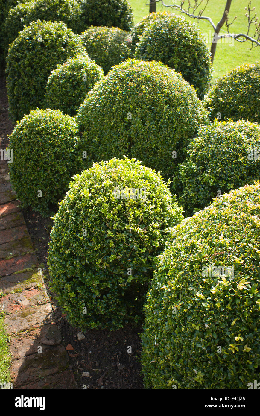 A colony of box bushes forming a garden feature in UK Stock Photo
