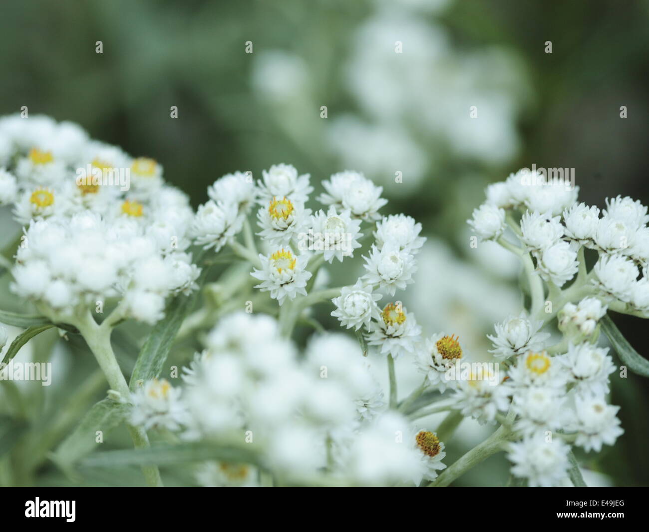 Pearly everlasting - Anaphalis margaritacea Stock Photo