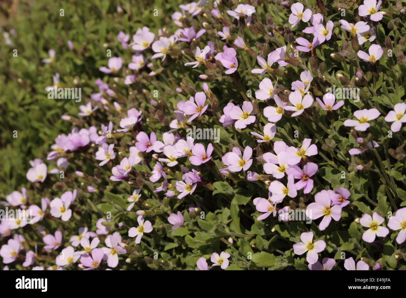 Lilacbush - Aubrieta deltoidea Stock Photo