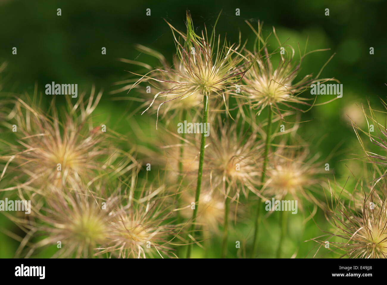 Common pasque flower - Pulsatilla vulgaris Stock Photo