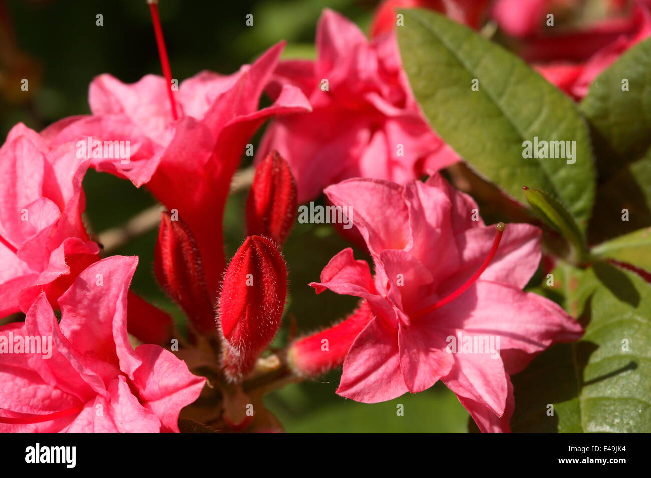 Azalea 'Chenille' Stock Photo