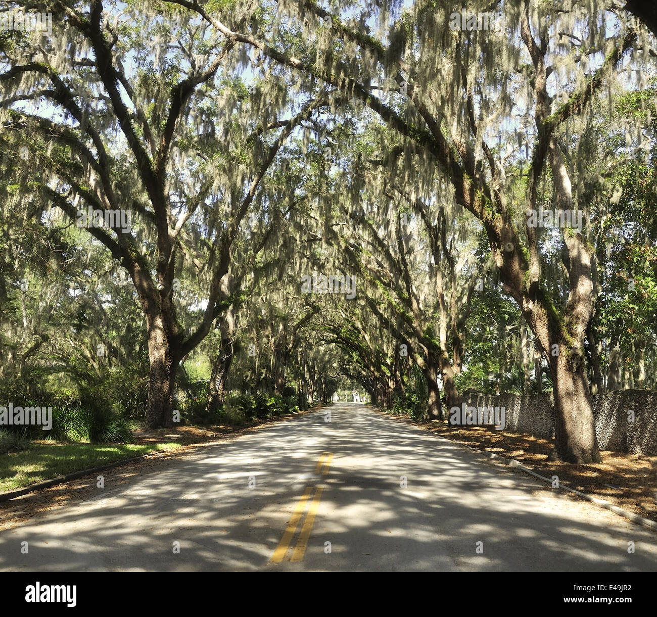 Spanish Moss On Trees Stock Photo Alamy