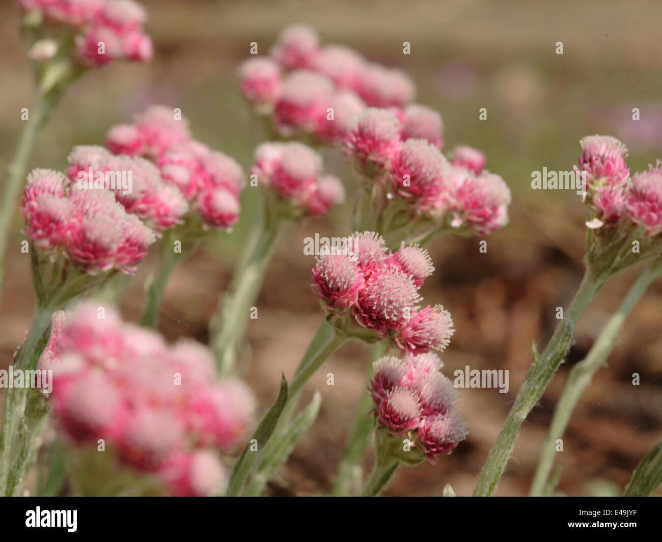 Catsfoot -Antennaria dioica 'Rotes Wunder' Stock Photo