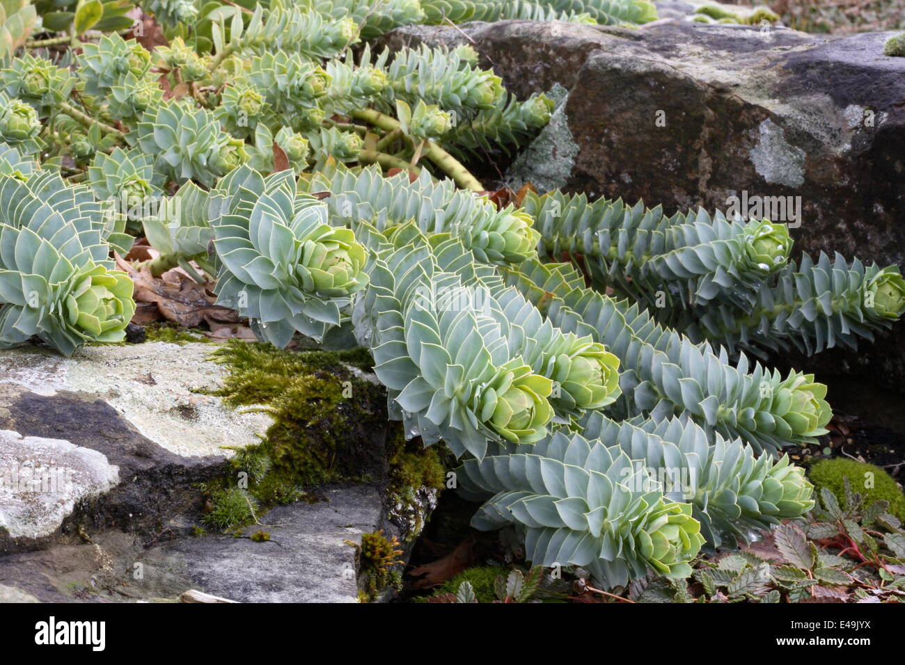 Myrtle spurge - Euphorbia myrsinites Stock Photo