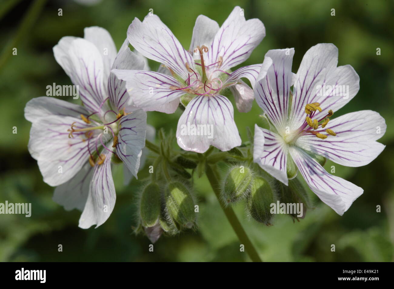 Renard geranium - Geranium renardii Stock Photo