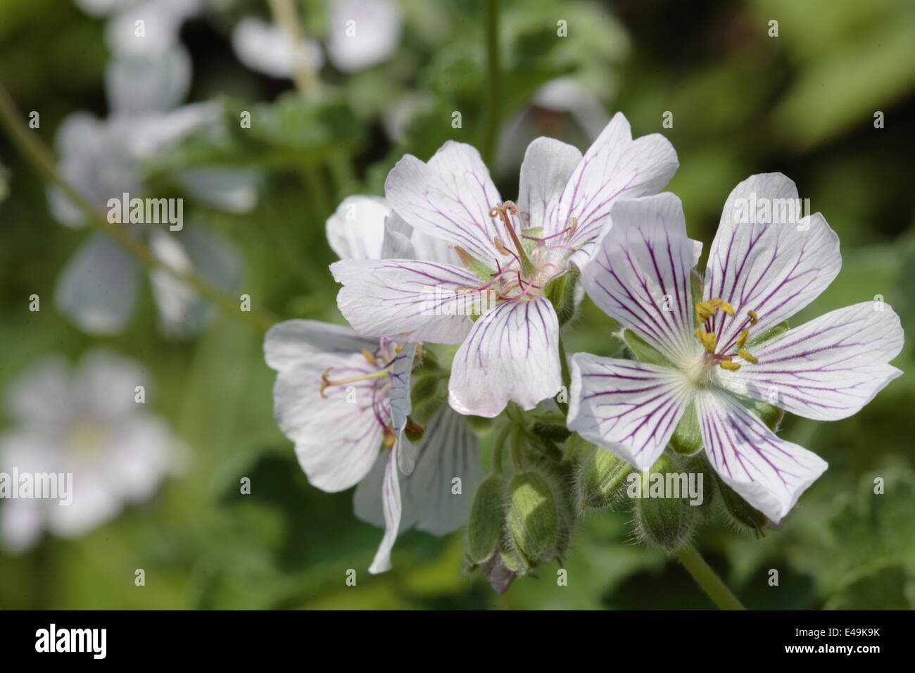 Renard geranium - Geranium renardii Stock Photo