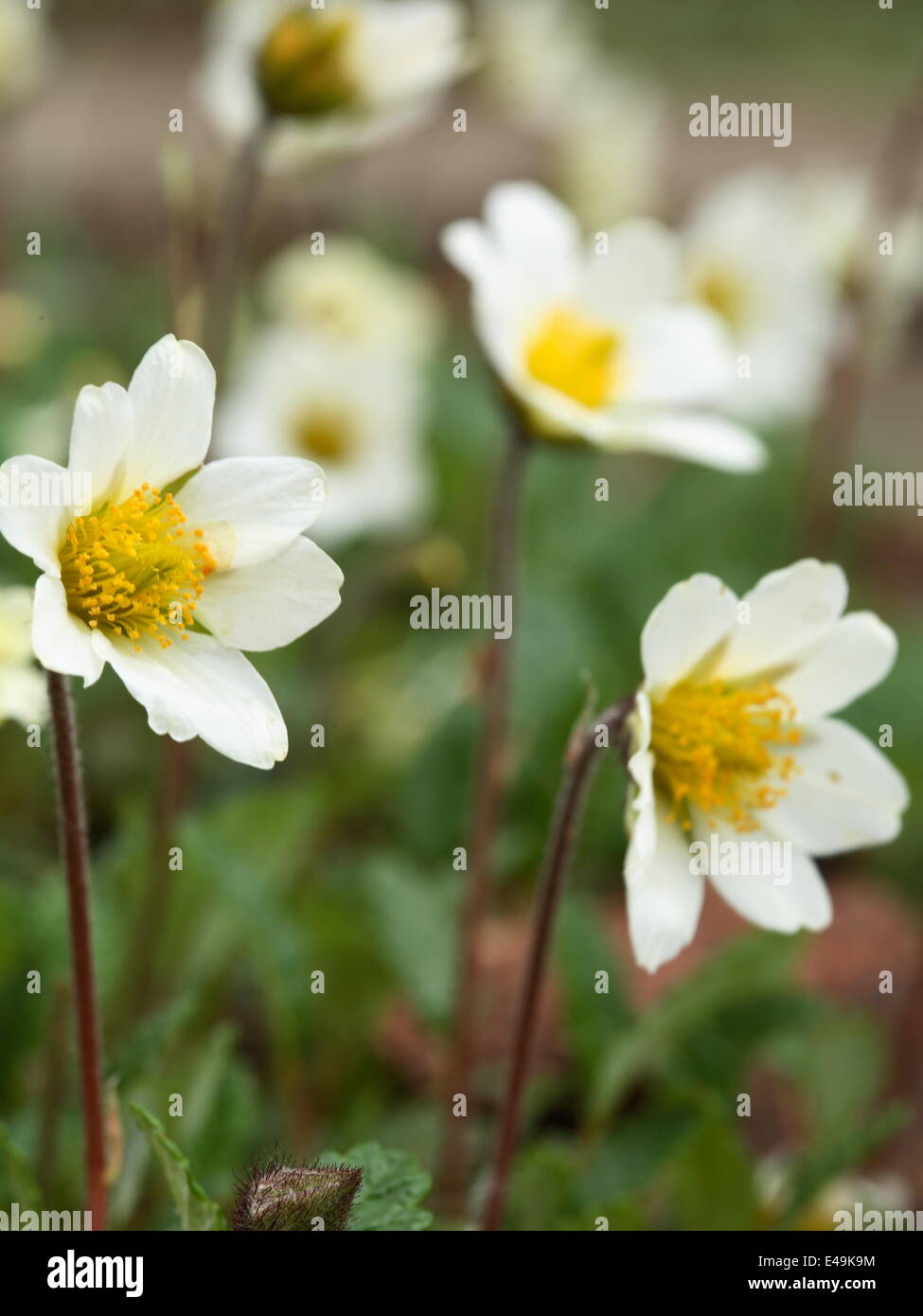 Mountain avens - Dryas x suendermannii Stock Photo