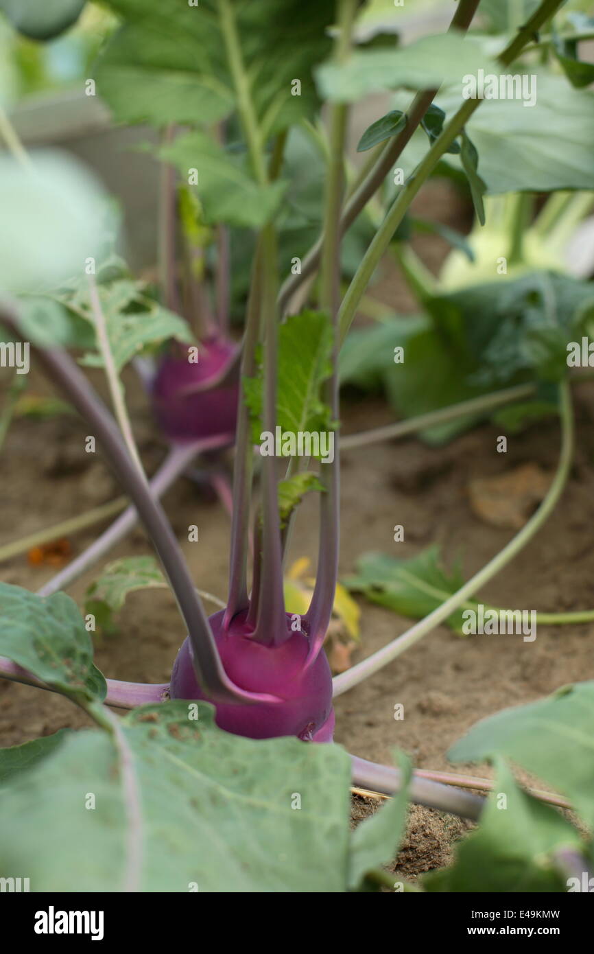 Kohlrabi - Brassica oleracea Stock Photo