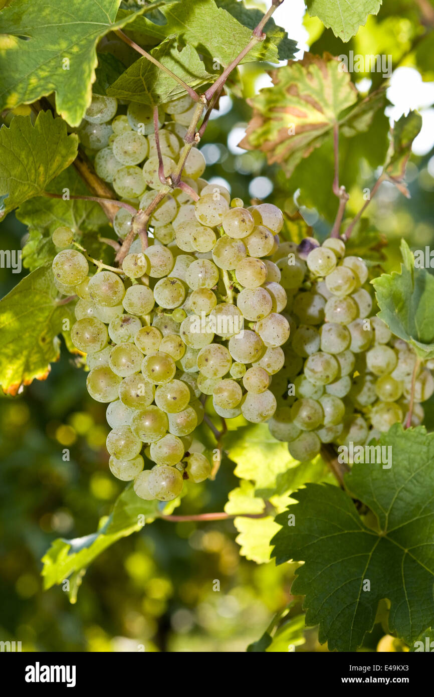 Green grapes, Vitis vinifera, close-up Stock Photo