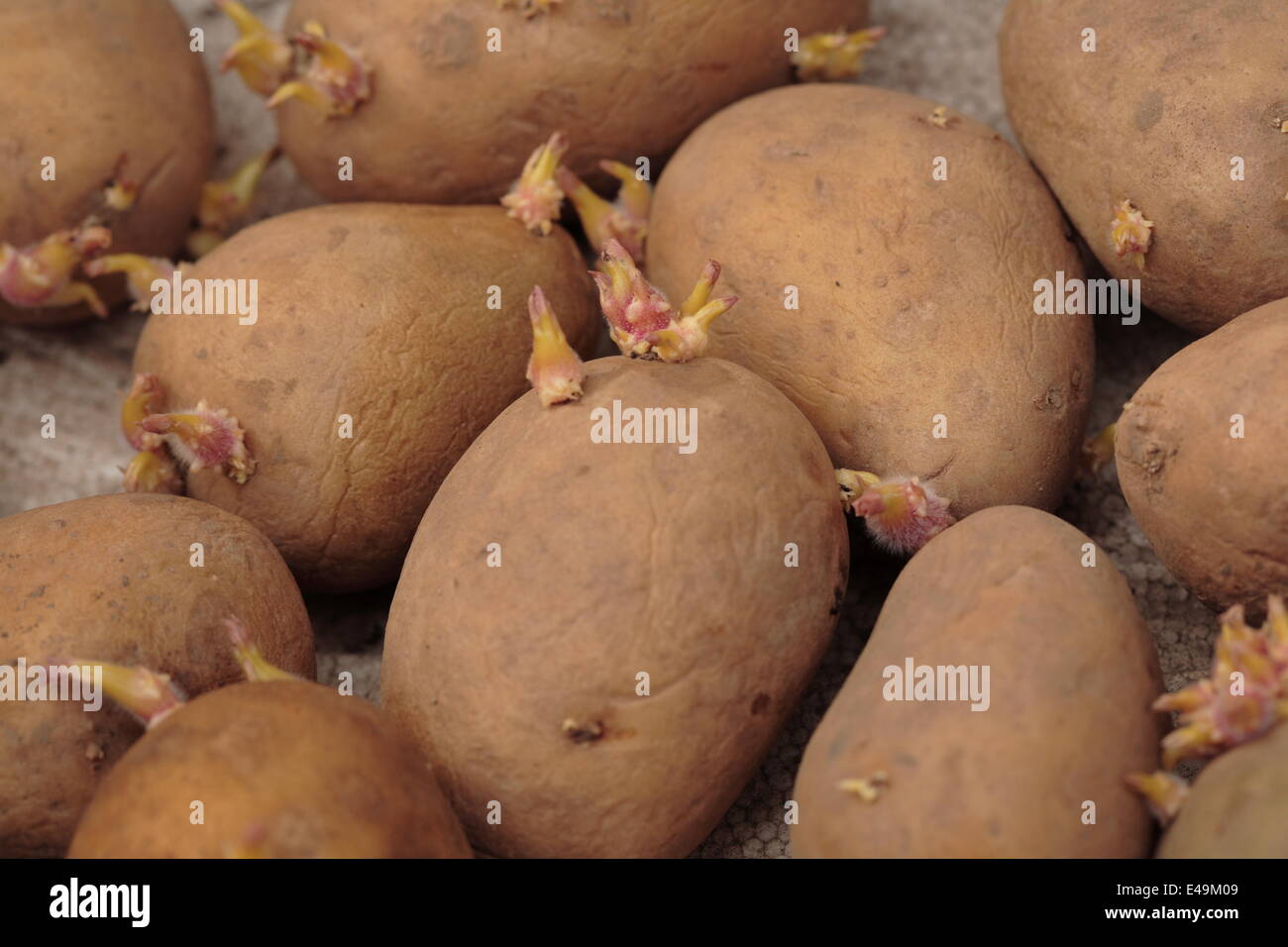 Seed potatoes Stock Photo
