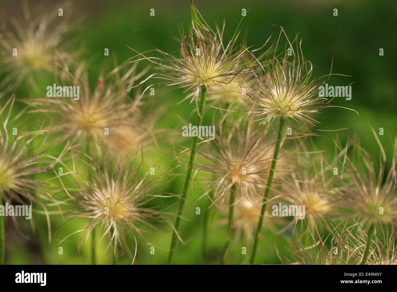 Common pasque flower - Pulsatilla vulgaris Stock Photo