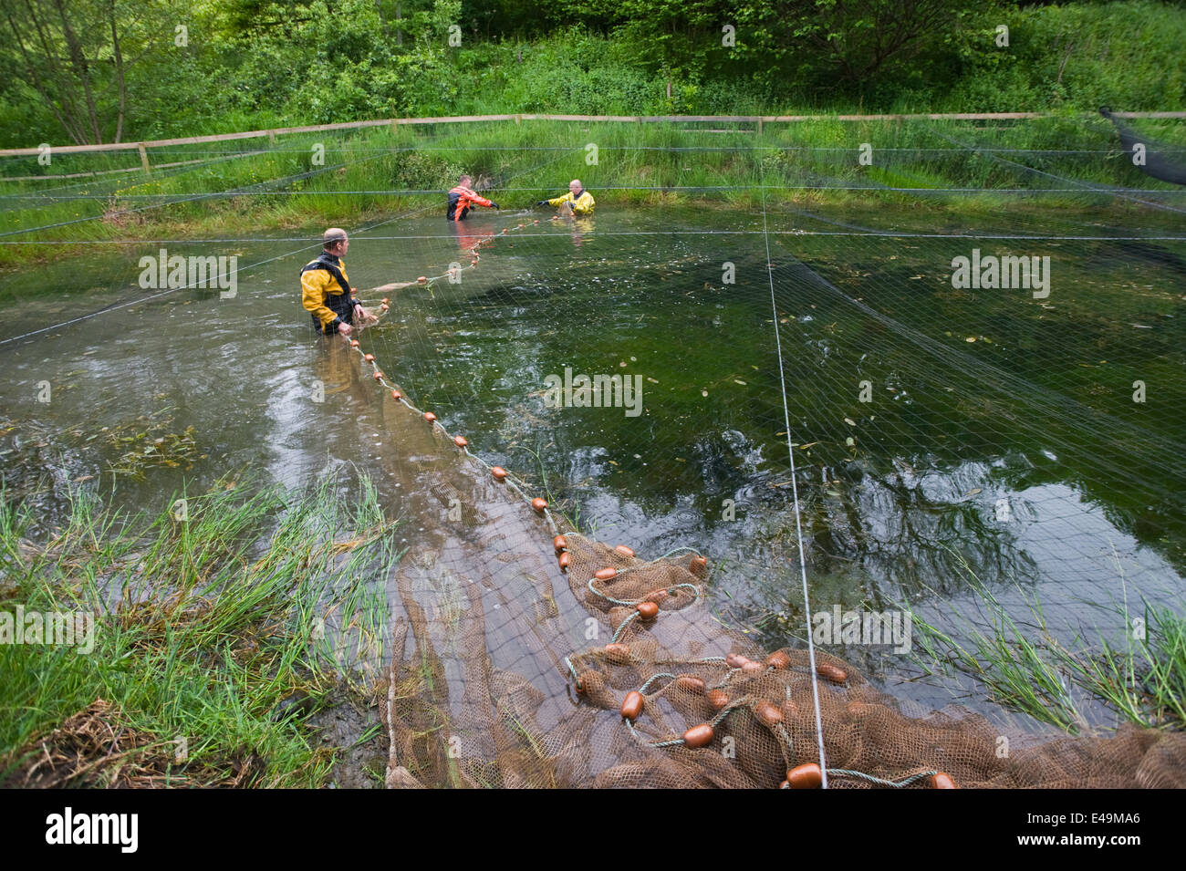 Natural Resources Wales staff netting a seminatural rearing pond used
