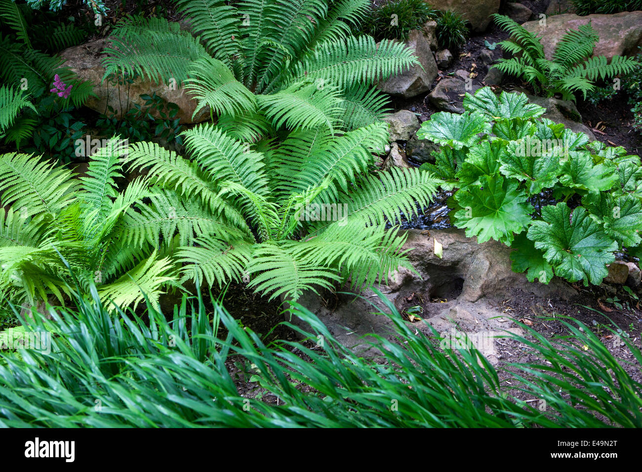 Astilboides tabularis plant for a shady area and does best in heavy