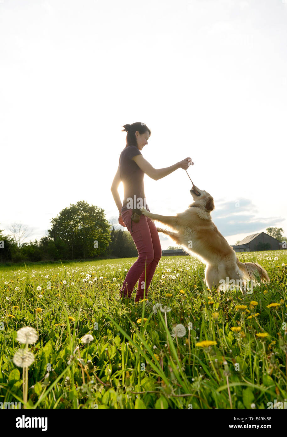 Young woman playing with Golden Retriever on meadow Stock Photo - Alamy