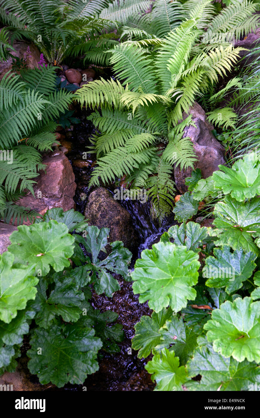 Astilboides tabularis plant for a shady area and does best in heavy