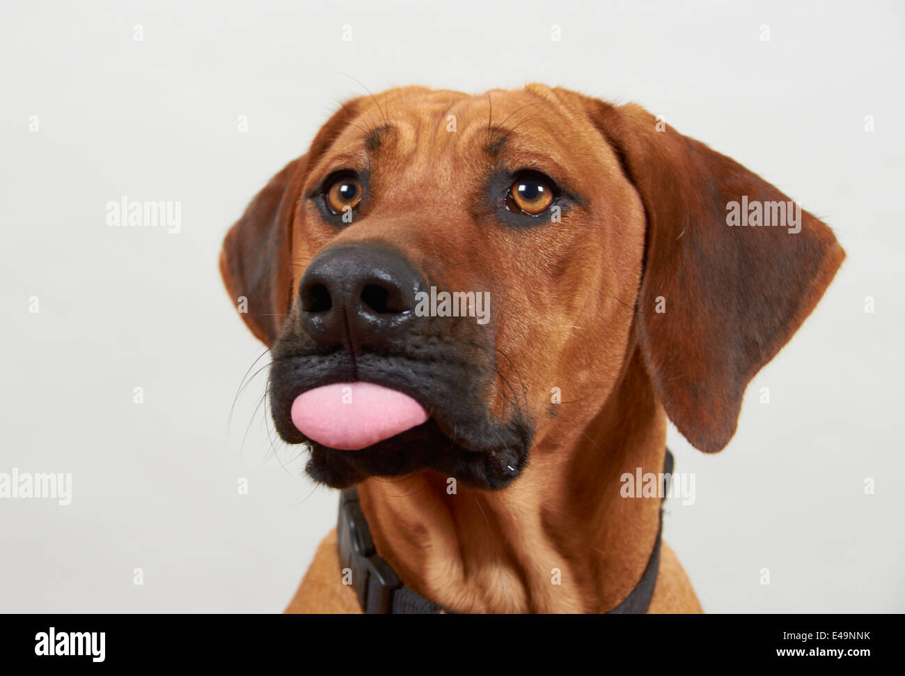 rhodesian ridgeback, UK Stock Photo - Alamy