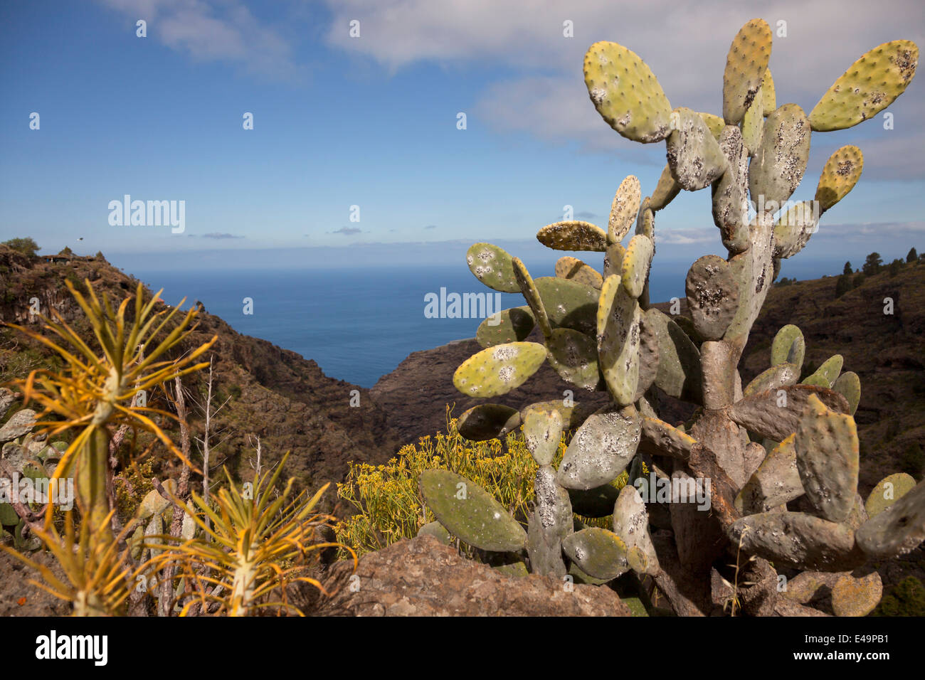 cactus at the coast near Tijarafe, La Palma, Canary Islands, Spain, Europe Stock Photo