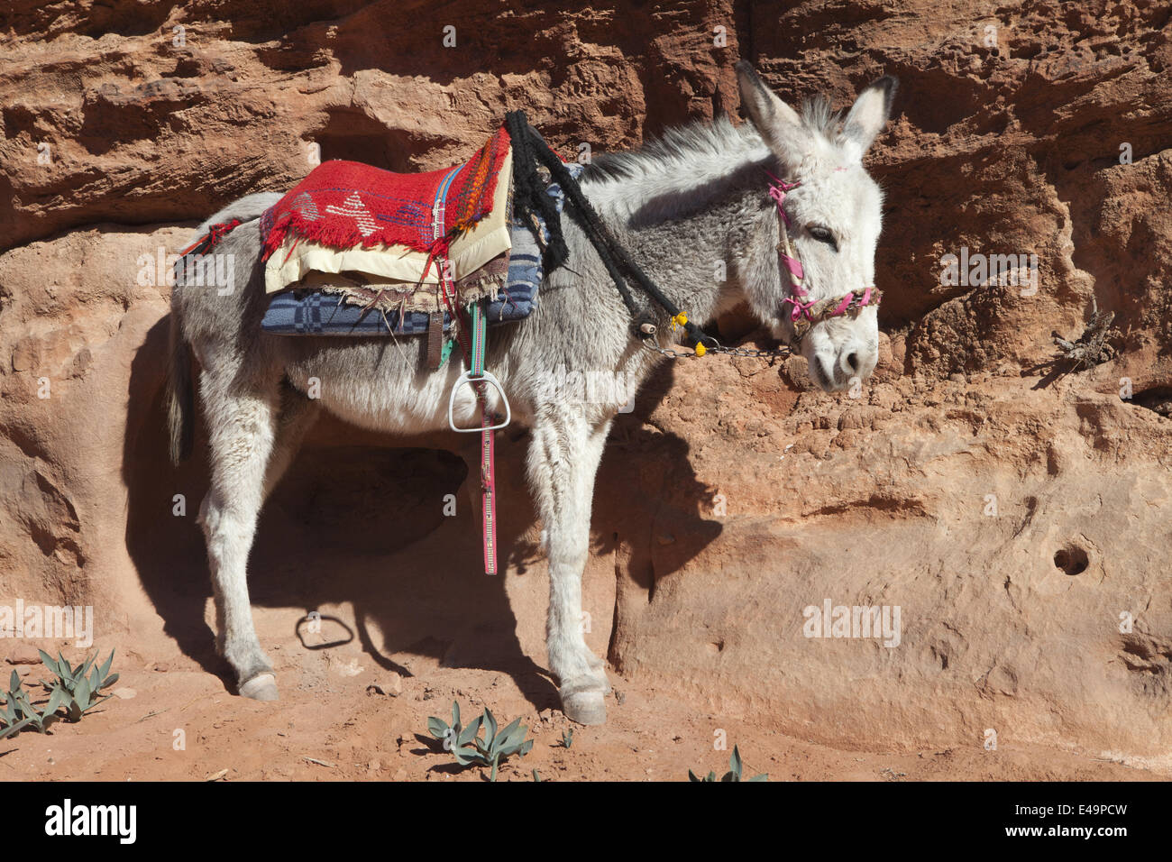 Donkey with saddle, Jordan Stock Photo