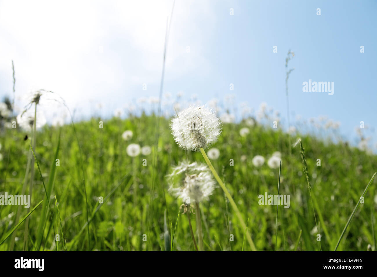 Green grass and dandelions Stock Photo