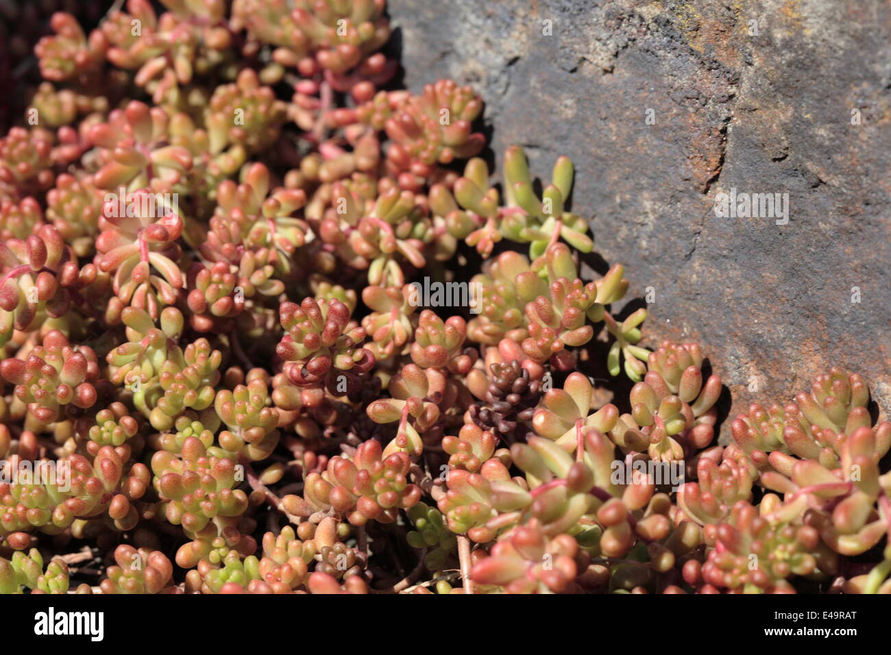 White stonecrop - Sedum album Stock Photo