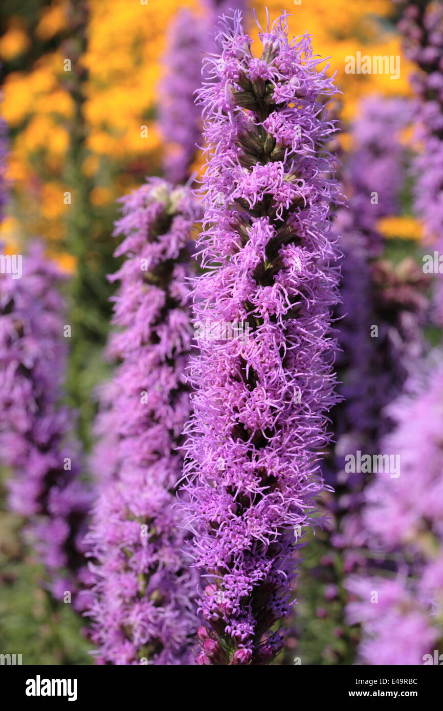 Dense blazing star - Liatris spicata Stock Photo