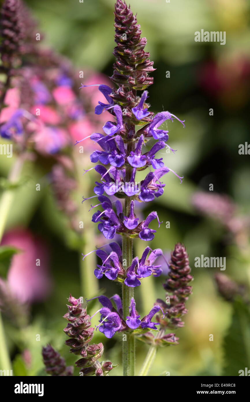 Salvia nemorosa mainacht hi-res stock photography and images - Alamy