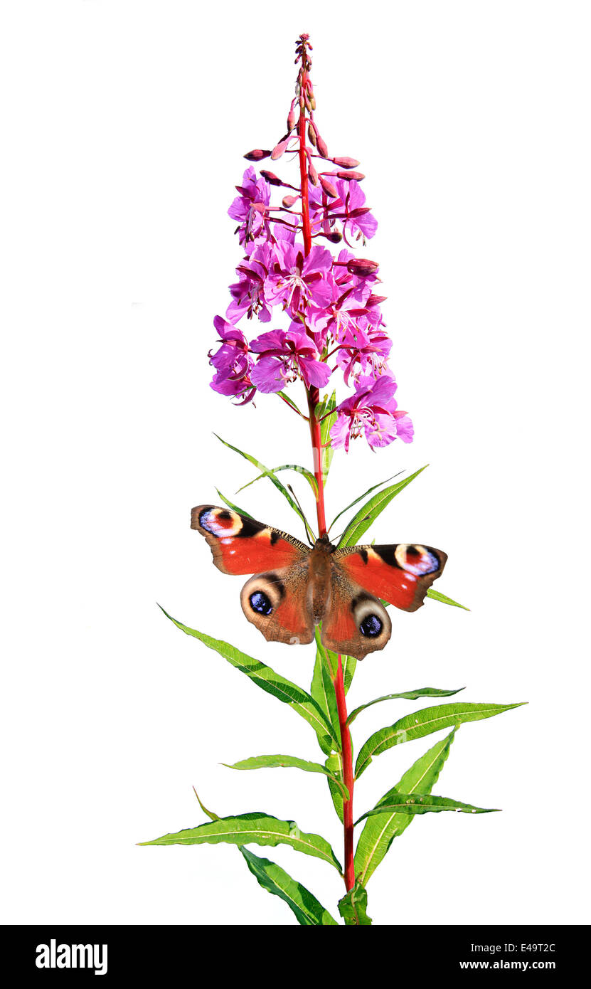 butterfly on flower on white background Stock Photo - Alamy