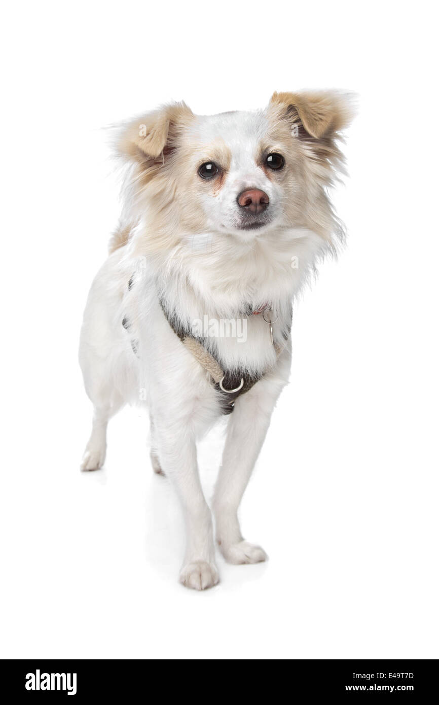 long haired white chihuahua Stock Photo - Alamy