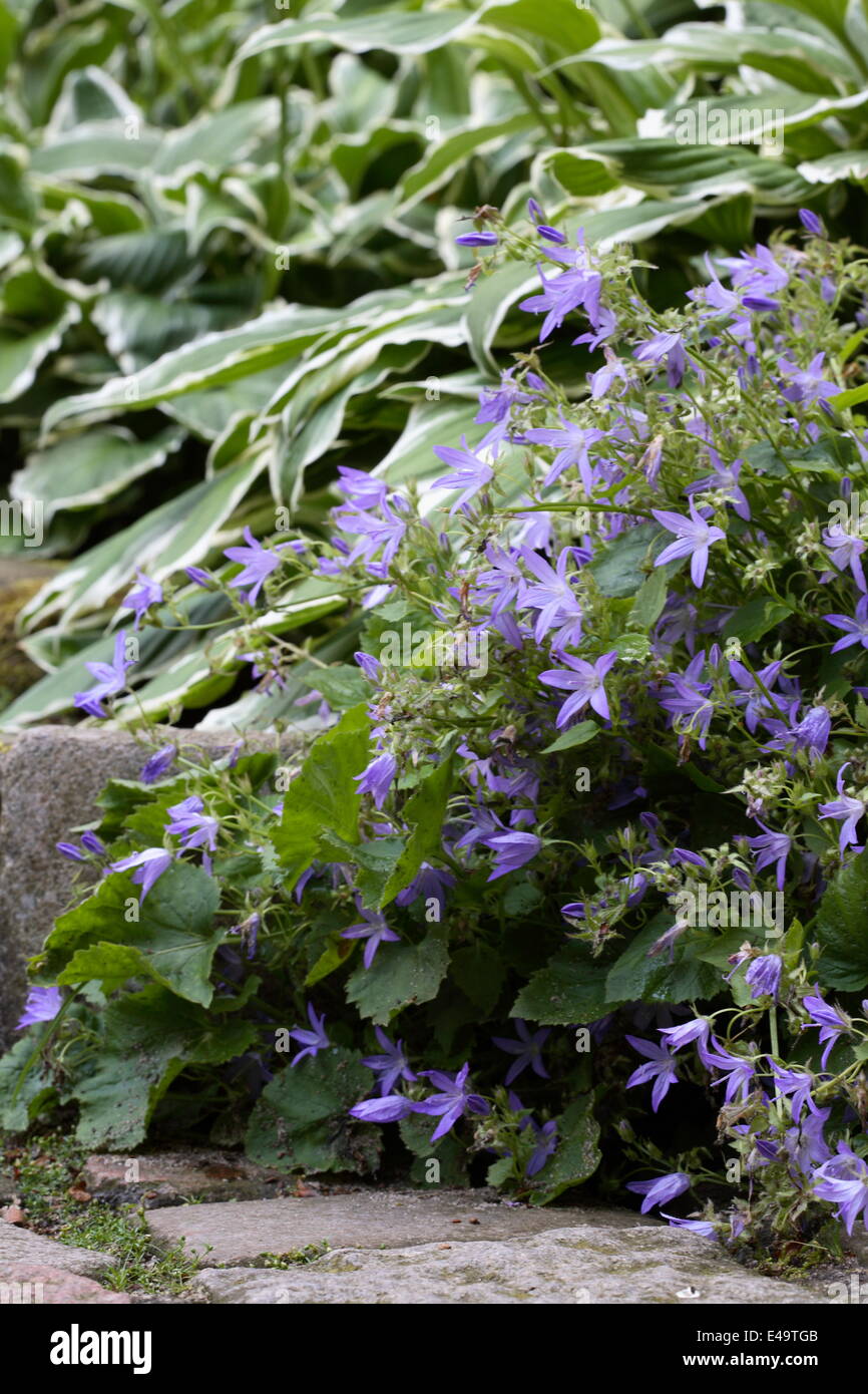 Bellflower - Campanula Stock Photo