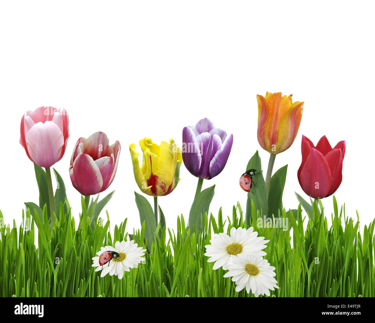 Daisy And Tulips High Resolution Stock Photography and Images - Alamy