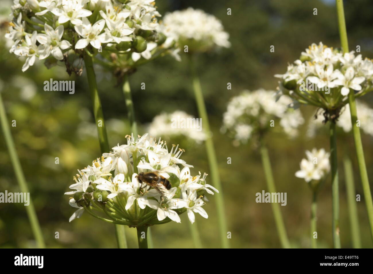 Garlic chives - Allium tuberosum 'NewBelt' Stock Photo
