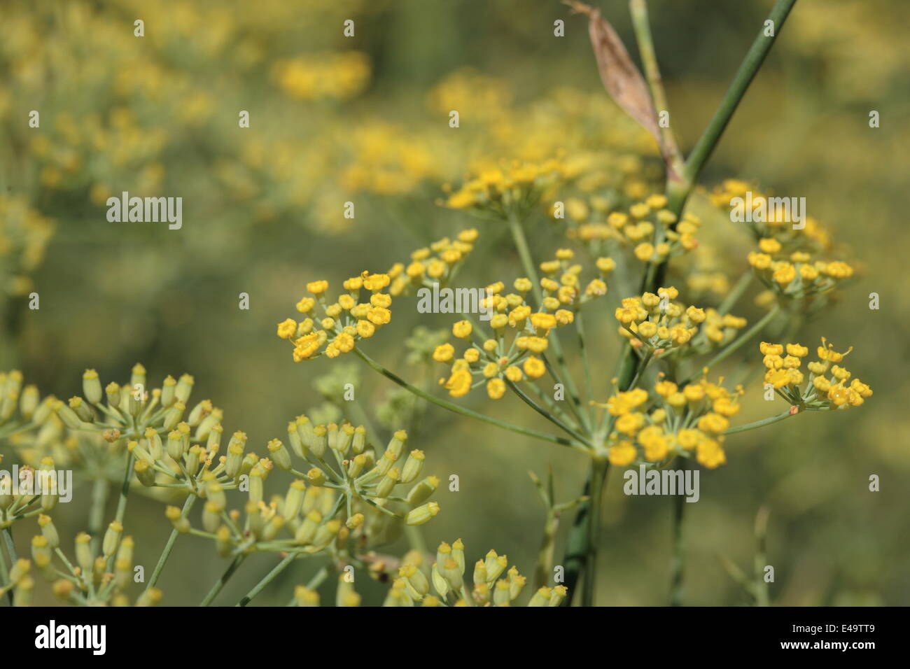 Fennel - Foeniculum vulgare Stock Photo