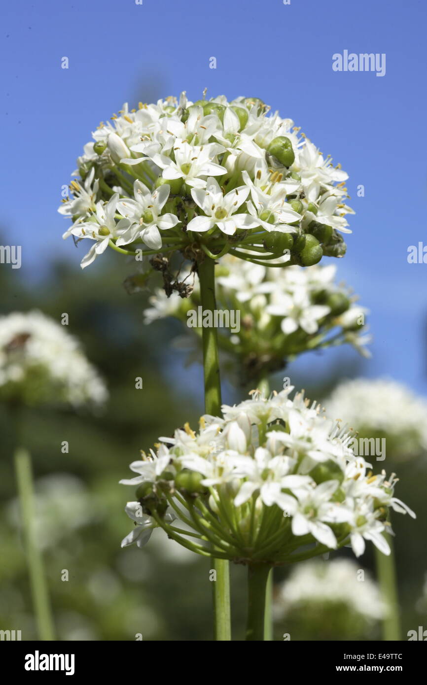 Garlic chives - Allium tuberosum 'NewBelt' Stock Photo