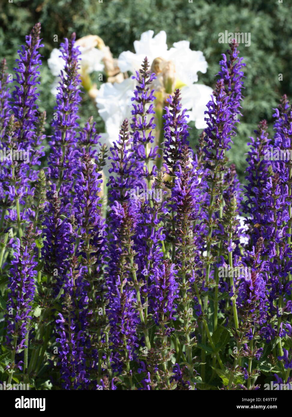 Woodland sage - Salvia nemorosa 'Rügen' Stock Photo