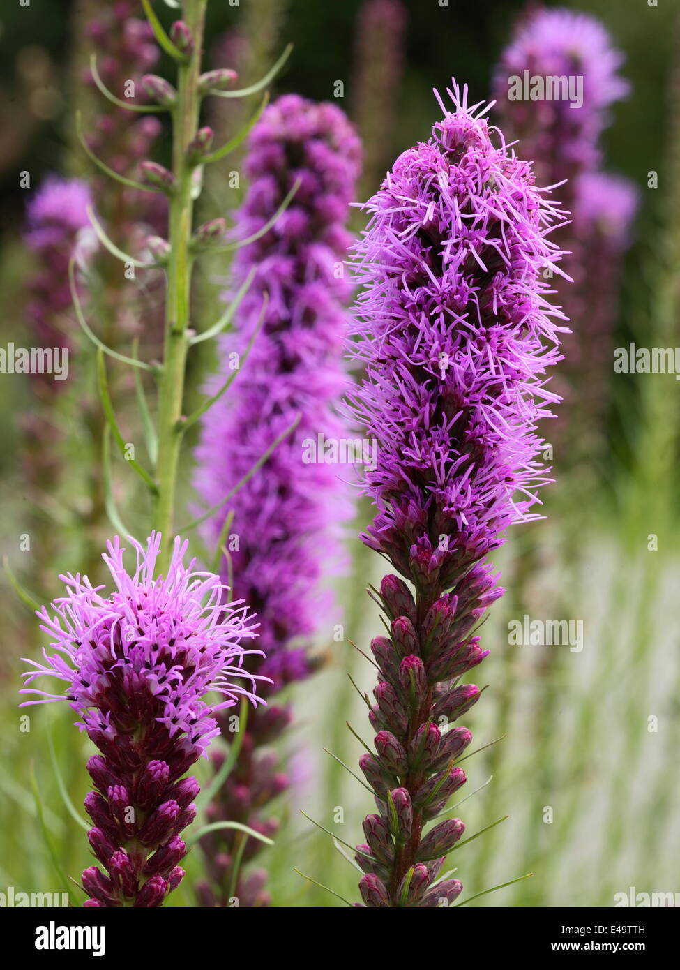 Dense blazing star - Liatris spicata Stock Photo