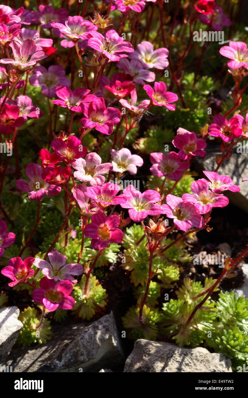 Irish saxifrage - Saxifraga rosacea Stock Photo