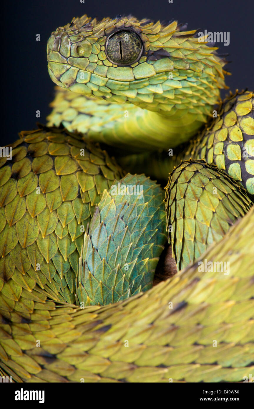 Close-up Of A Yellow Variable Bush Viper (Atheris Squamigera) From Central  African Countries. Stock Photo, Picture and Royalty Free Image. Image  153408574.