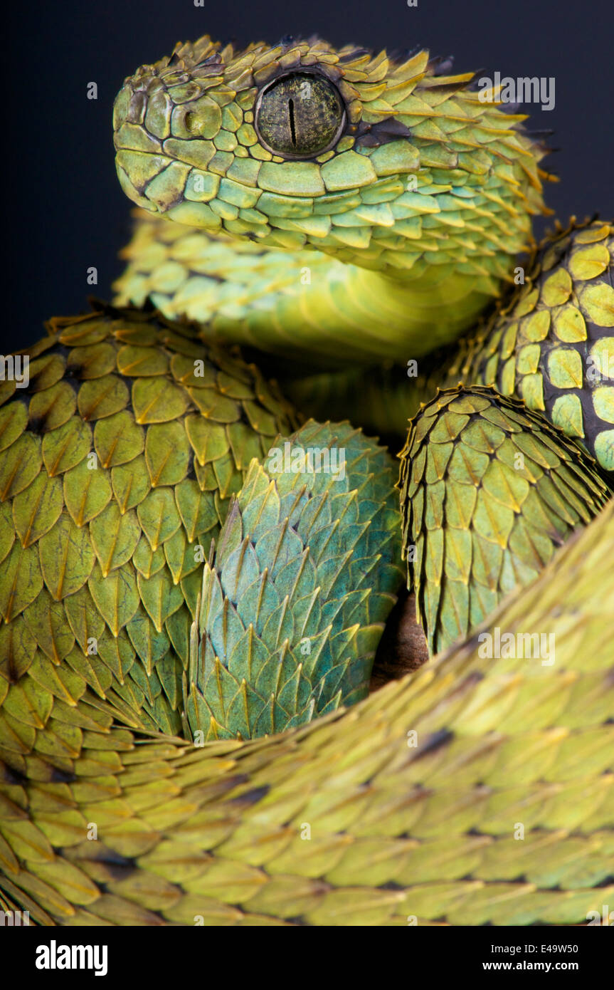 Close-up of a Hairy Bush Viper (Atheris hispida) - Venomous Snake