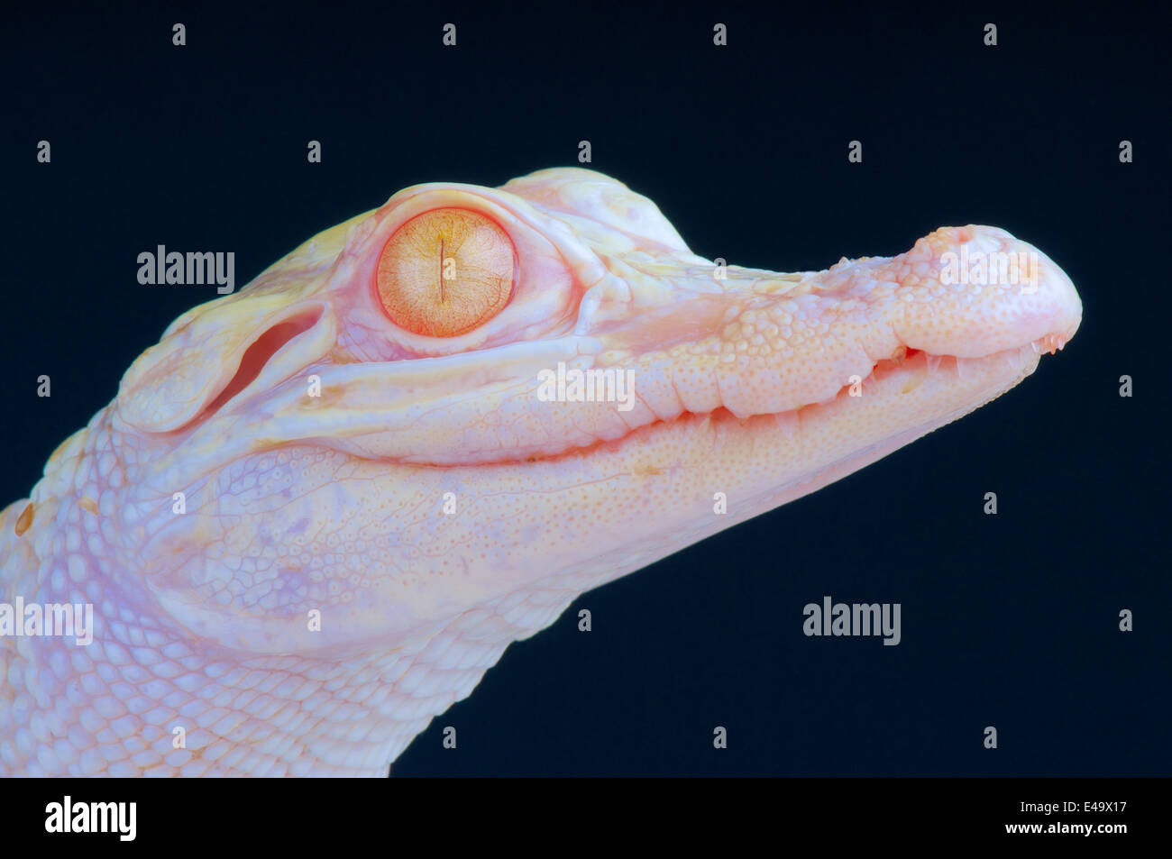 Albino alligator / Alligator mississippiensis Stock Photo