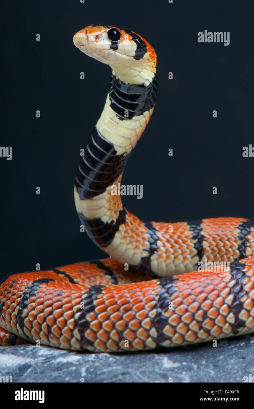 Cape coral snake / Aspidelaps lubricus Stock Photo