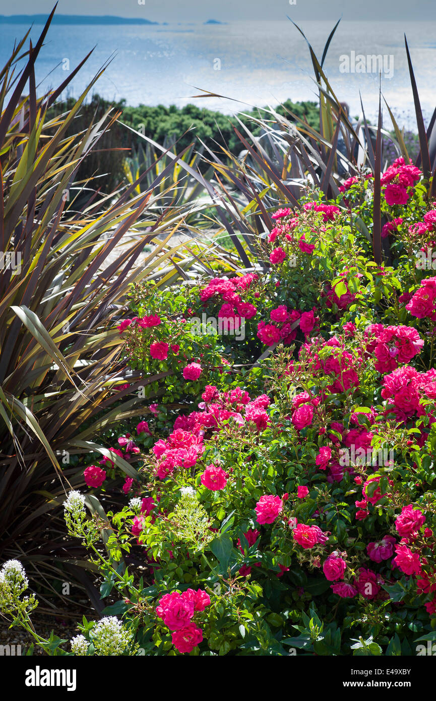 Pink roses in a small seaside garden on Guernsey UK Stock Photo