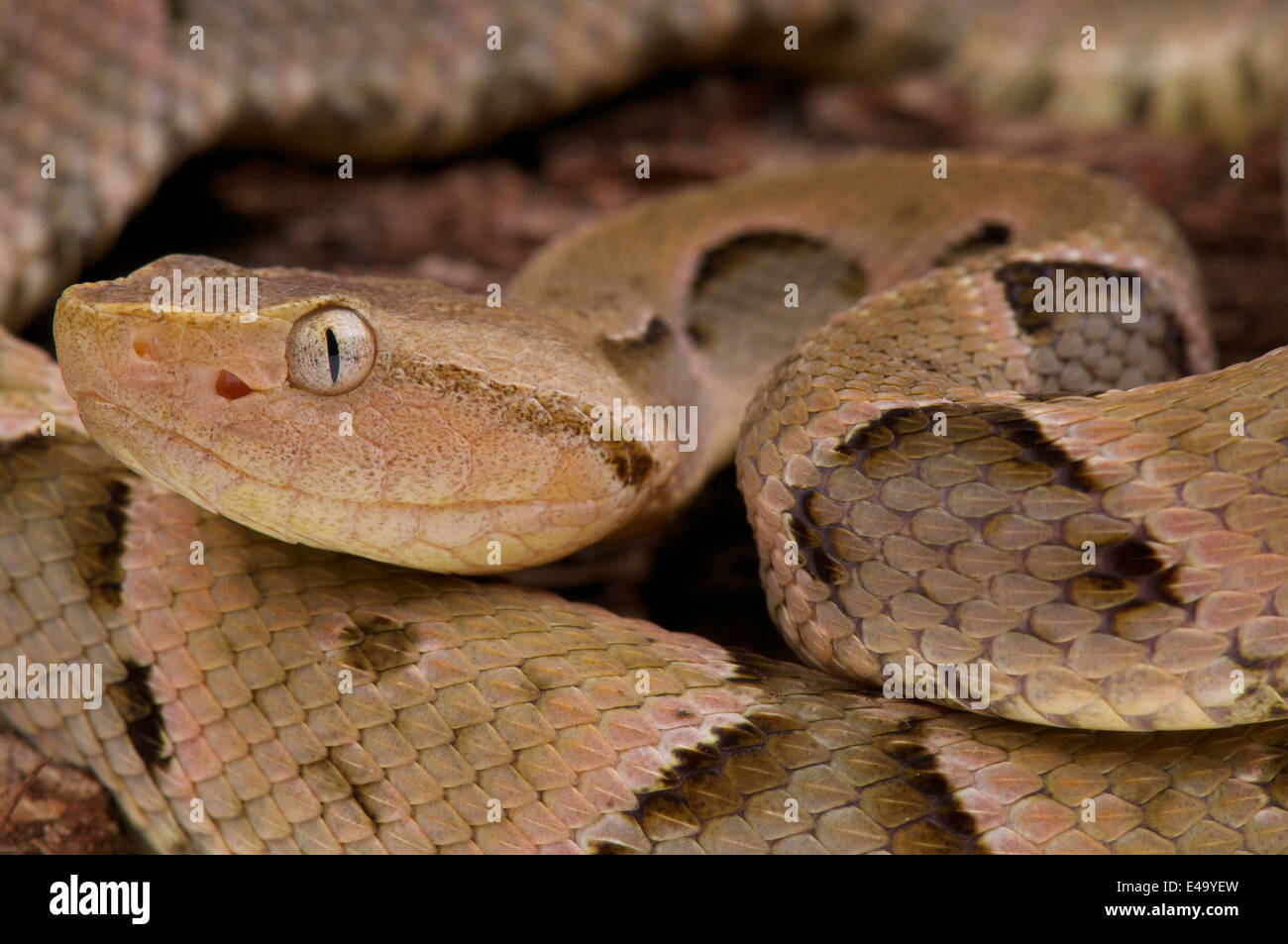Brazilian Lancehead / Bothrops moojeni Stock Photo - Alamy