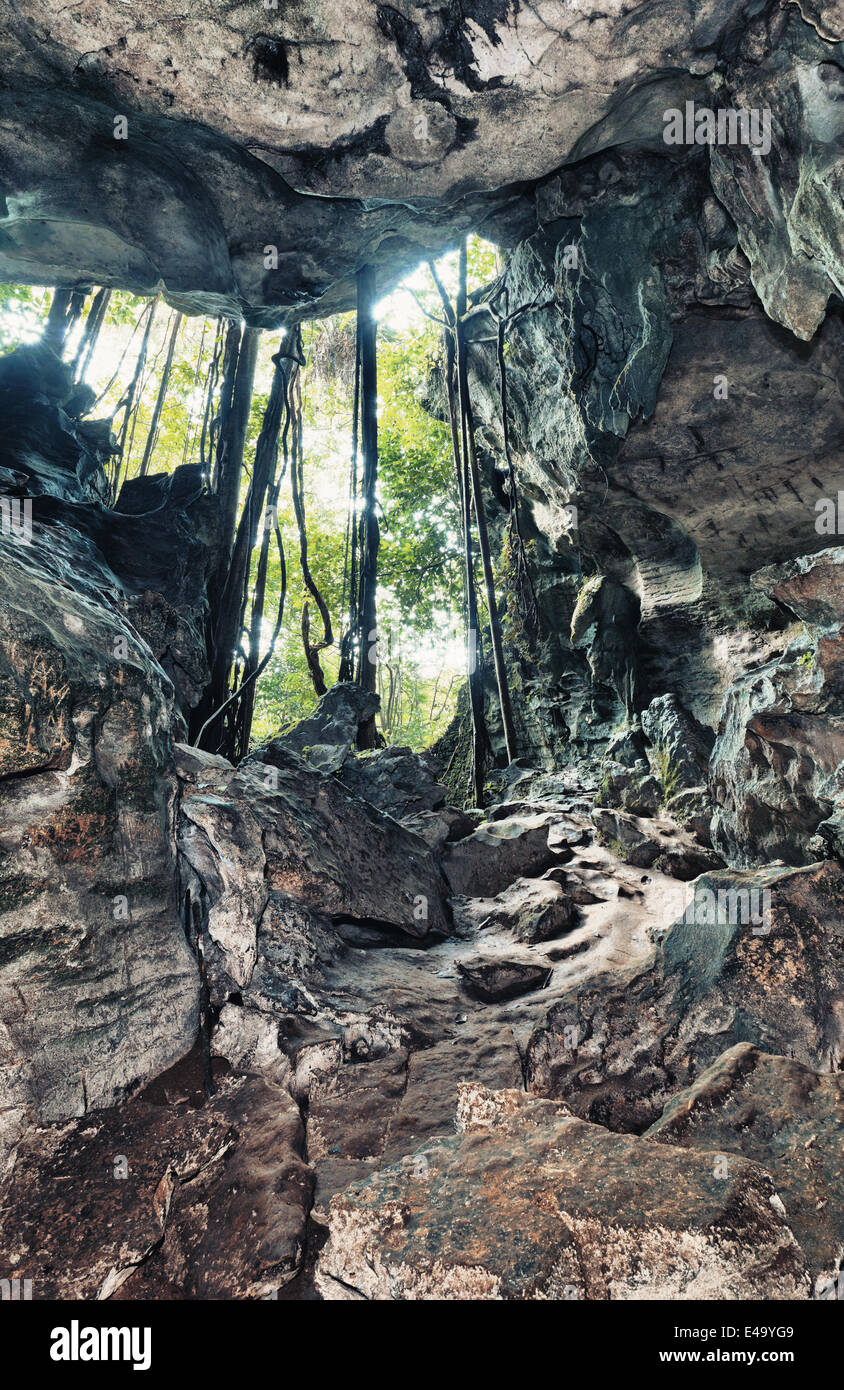 Cave Sapling Tree Tree root cave hi-res stock photography and images - Alamy