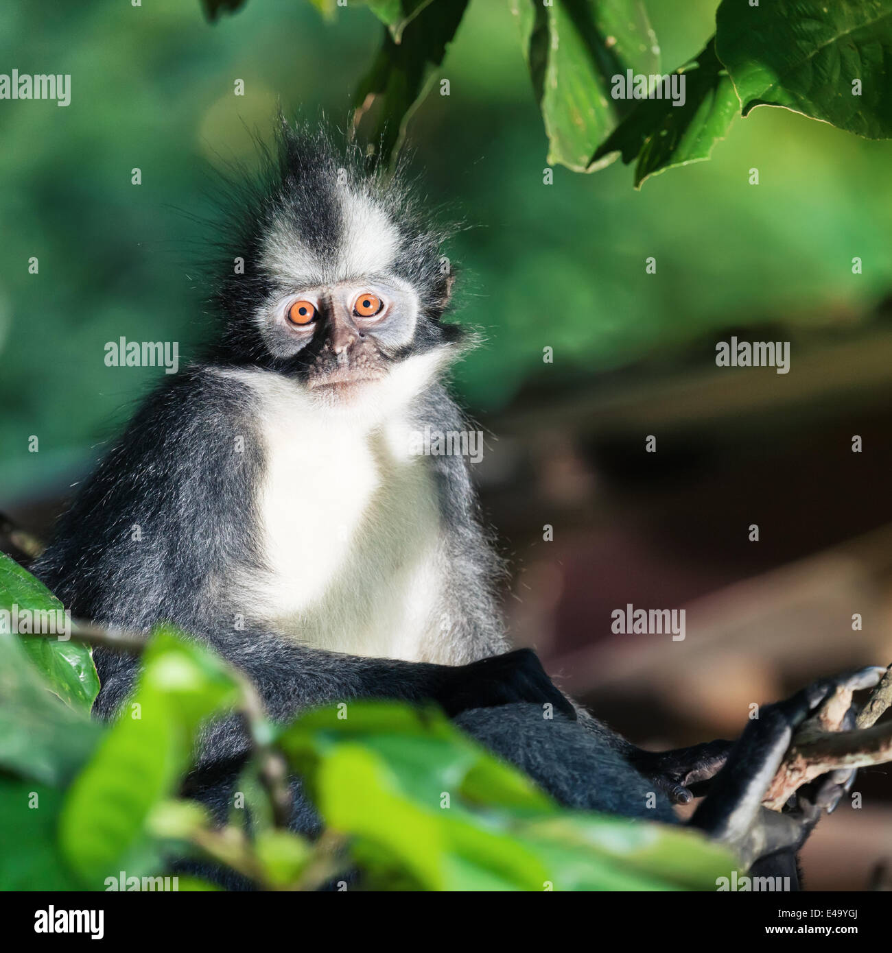 Thomas leaf monkey presbytis hi-res stock photography and images - Alamy